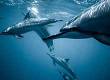 日本球员谈第二球：我本想传中但被挡住线路，所以直接内切射门